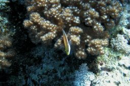 20000627_Shaab_Sharm_0071